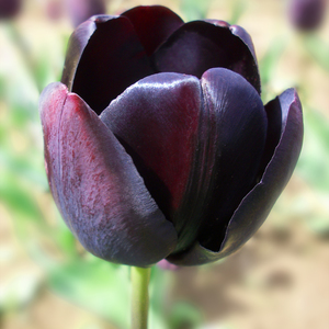 Tulip Queen of the Night