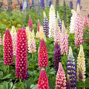 Suttons Seed Lupin Russell Mix