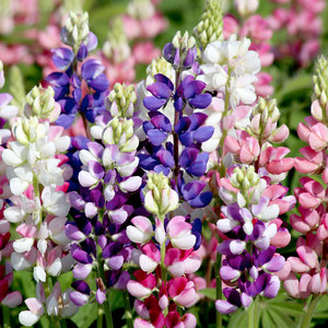 Suttons Seed Lupinus Avalune Mix
