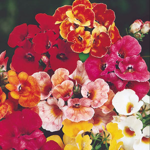 Suttons Seed Nemesia Carnival Mix