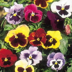 Suttons Seed Pansy Giant Fancy Mix