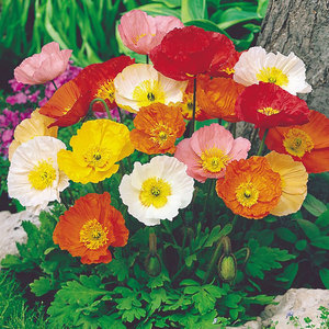 Suttons Seed Iceland Poppy Special Mix