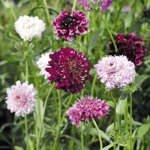 Suttons Seed Scabious Pincushion Mix