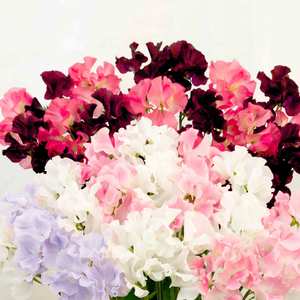 Suttons Seeds Sweet Pea - Showbench Mix