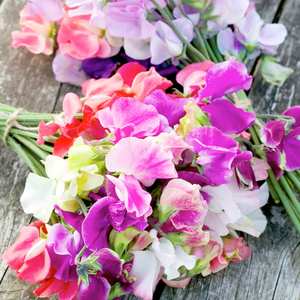 Suttons Seeds Sweet Pea - Distant Horizons