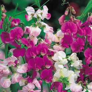 Suttons Seeds Sweet Pea - Everlasting Mix