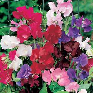 Suttons Seeds Sweet Pea - Spencer Special Mix