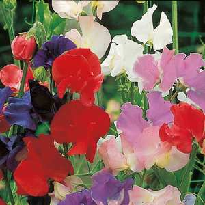 Suttons Seeds Sweet Pea - Old Fashioned Scented Mix