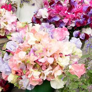 Suttons Seeds Sweet Pea - Sublime Scent Mix