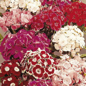 Suttons Seed Sweet William Perfume Mix