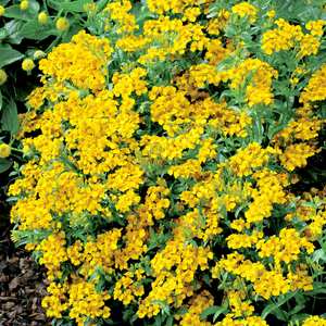 Suttons Seed Tagetes Lucida