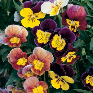 Suttons Seed Viola Fancy Shades Mix