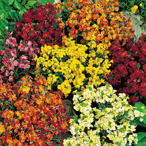 Suttons Seed Wallflower Persian Carpet