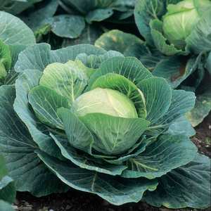 Suttons Seeds Cabbage F1 Kilazol