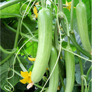 Suttons Seed Cucumber F1 Delistar