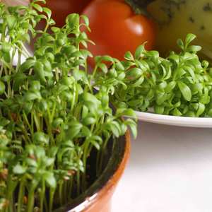Suttons Seeds Cress Curled