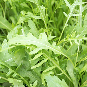 Suttons Seed Herb Rocket