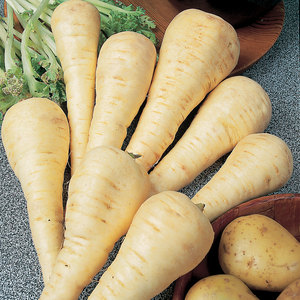 Suttons Seed Parsnip Gladiator F1