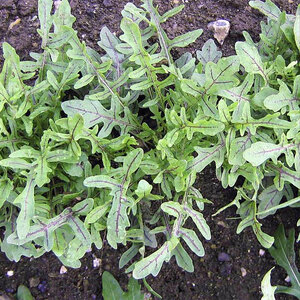 Suttons Seed Rocket Leaf Salad Seeds - Wild Dragons Tongue