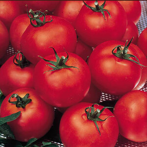 Suttons Tomato Seeds - F1 Shirley