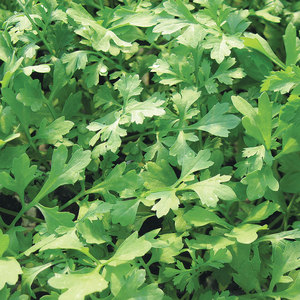 Suttons Seeds Speedy Veg - Leaf Salad Cress Greek