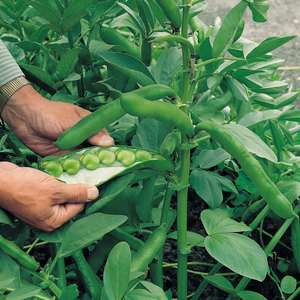 Suttons Seeds Broad Bean - Masterpiece Green Longpod