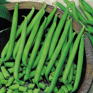 Suttons Seed Climbing French Bean - Blue Lake