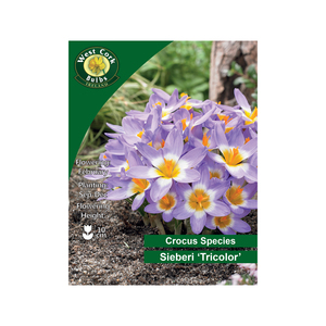 Tricolour Crocus Sieberi Flowers 50 Bulbs