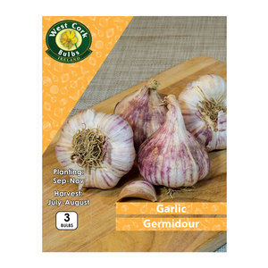 Garlic Germidour 3 Bulbs Purple Garlic