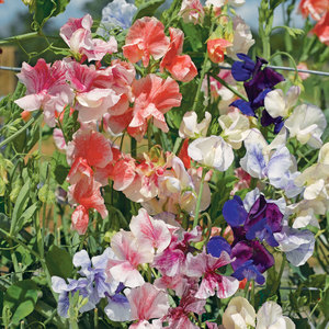Suttons Seeds Sweet Pea - Fragrant Tide Mix