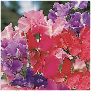 Suttons Seed Fun To Grow Super Sweet Pea