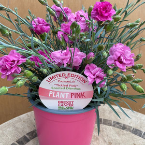 Plant Pink: Tickled Pink Dianthus 2L Plant