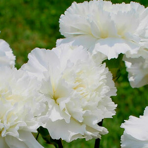 Dianthus White 2L