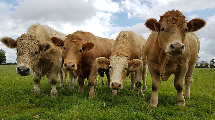 Efficient, Sustainable, Cost Competitive Beef Production is our best  Strategy | Glanbia Connect