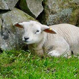 Lambing Products